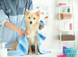 Importance of dog grooming | Ohioauctionguide – Get Trendy Knowledges