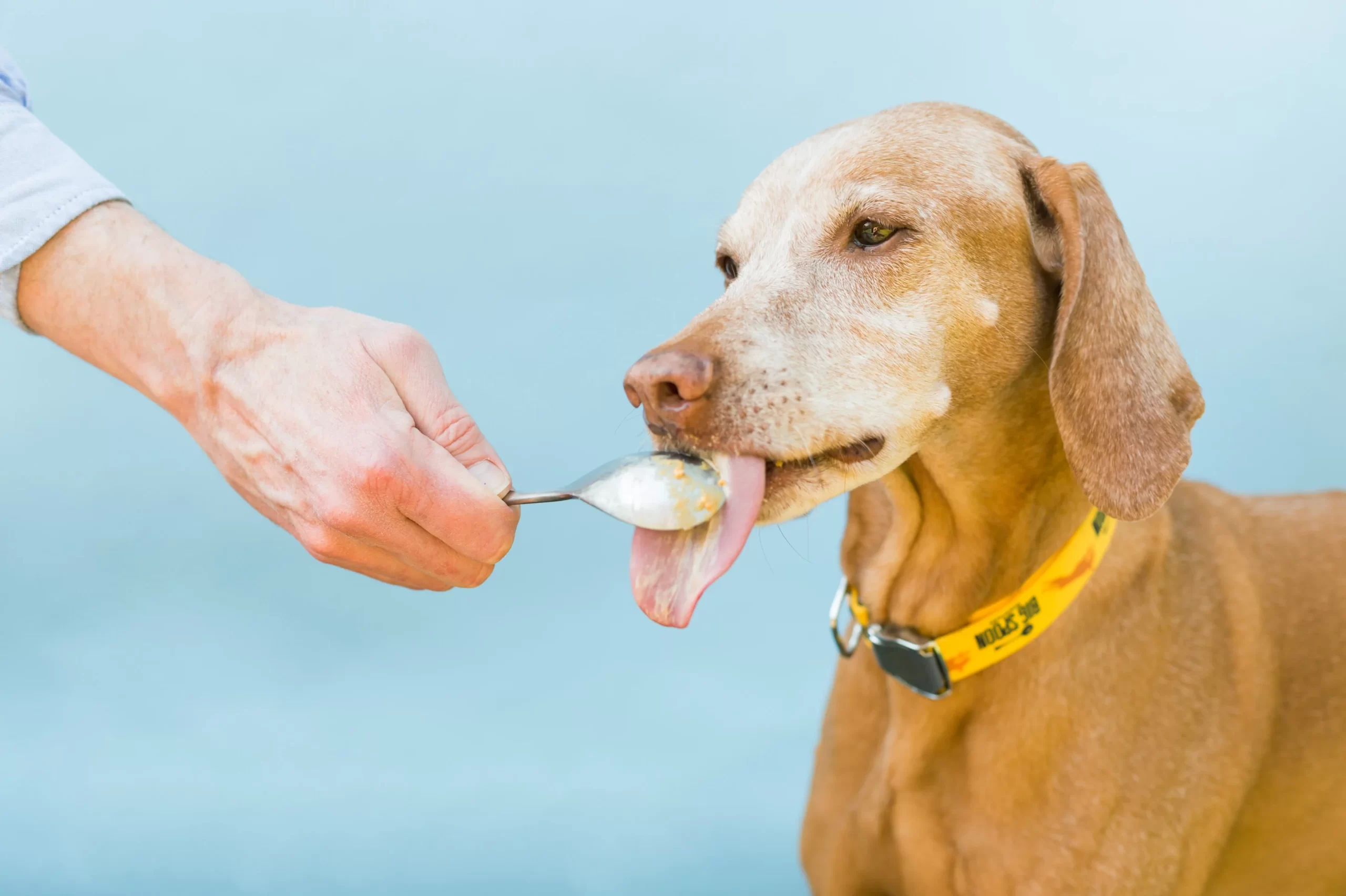 peanut butter is good for dogs